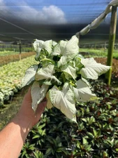 Syngonium Holly M Plant - Unique Arrowhead Shape Leaf | Live Plant in 6" Pot