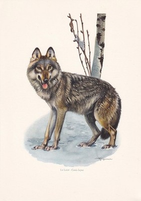 1960 GRAUER WOLF Druck - Vintage Tier Wandkunst - Säugetier - 7,5 x 10,6 cm