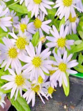 Kalimeris Shogun Herbaceous Cottage Perennial in 9cm Pot