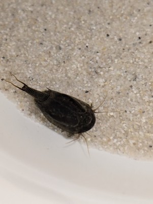 100 Eggs Triops cancriformis BLACK BEAUTY - Ultra Black Stem - Prehistoric Crayfish