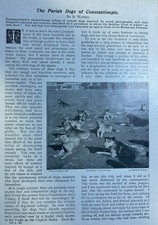 1898 Pariah Dogs of Constantinople Turkey illustrated