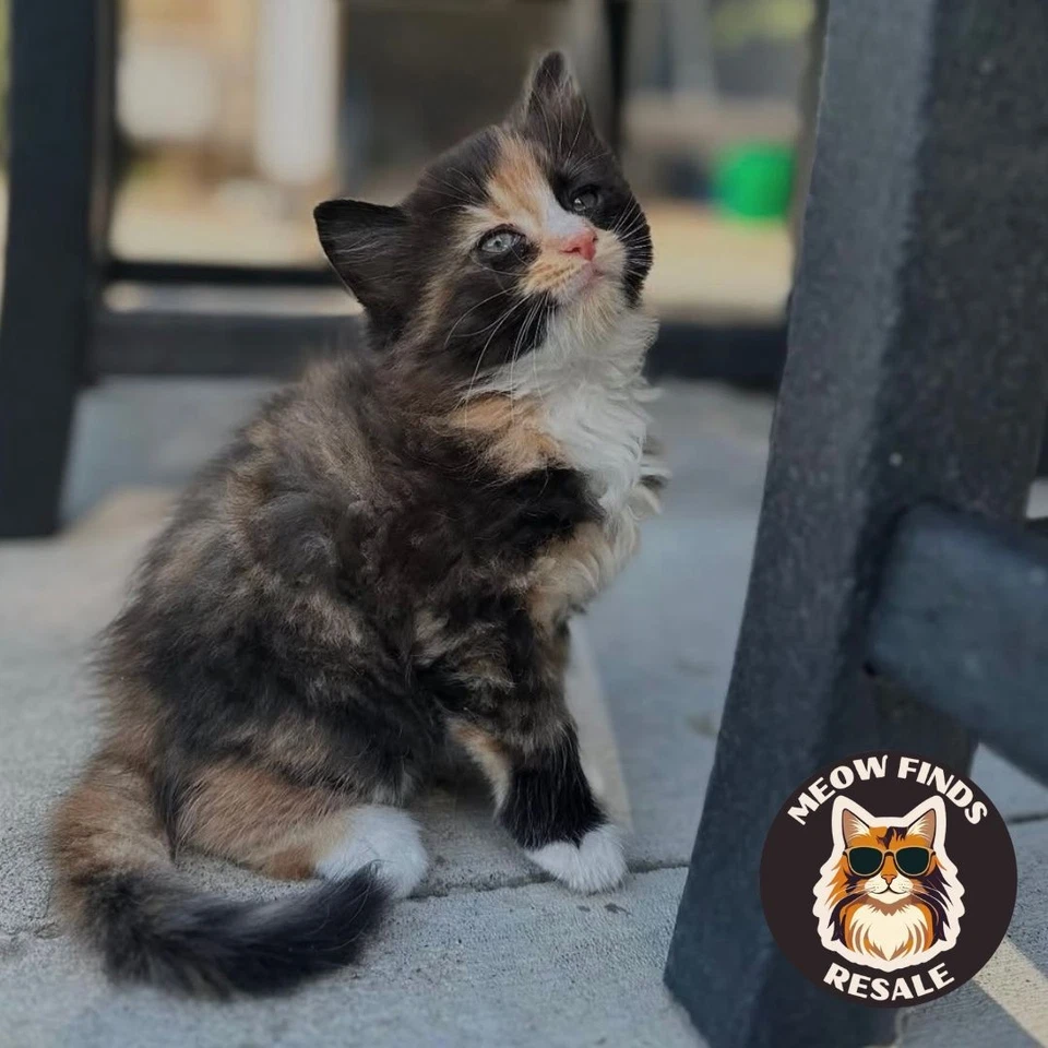 Microsoft Cinemania 96 CD-ROM • Factory Sealed • COA Included • Windows 95/96 - Image 4 of 4