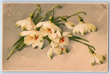 Klein Signed Artist Postcard White Flowers Chicago Illinois IL 1909 Antique