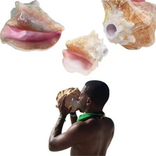 Authentic Caribbean Conch Shell Horn Ocean Trumpet BIG or SMALL 5-8 Inches