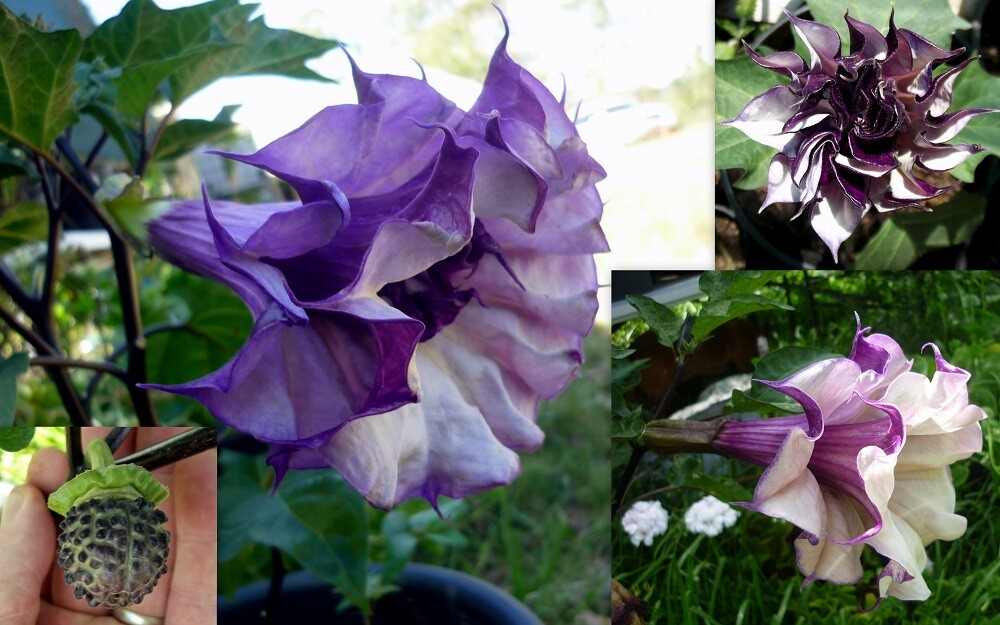 DATURA TYPE PLANT SEEDS. TWO VARIETIES TO CHOOSE | eBay