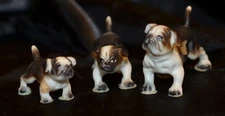 VINTAGE ENGLISH BULLDOG PUPPIES 