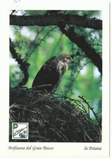 PARCO GRAN BOSCO DI SALBERTRAND - Avifauna del Gran Bosco - La Poiana - NV