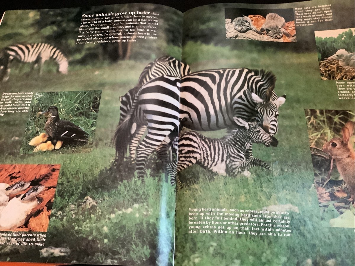 11 Zoobooks (1991) - Hummingbirds, Giraffes, Rhinos, Gorillas, Birds of Prey++ 11 Zoobooks (1991) - Hummingbirds, Giraffes, Rhinos, Gorillas, Birds of Prey++