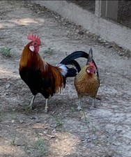 INDIAN RED JUNGLE FOWL HATCHING EGGS 12 Plus Eggs