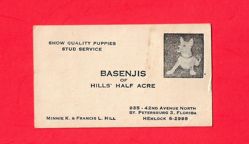1950's BASENJIS Dog Business Card ~ Stud Service & Puppies ~ St. Petersburg, FL