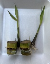2 Pcs Rooted And Sprouted Sugarcane Cutting Sweet Juicy Tropical Plant