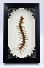 Real Centipede Millipede Scolopendra MORSITAN...