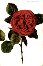 Vintage, postcard, Illustrated Postal Card Co., New-York, Germany, Postcard