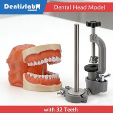 Dental Typodont Teeth Model Dental Mannequin Dental Simulator Implant Model US