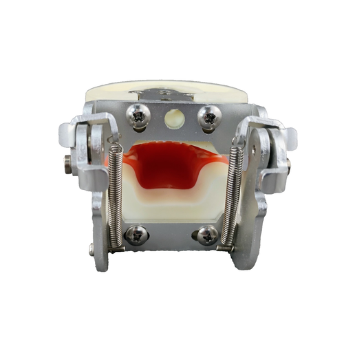 LVCHEN Child Typodont Teeth Model Pediatric Standard Deciduous Tooth Model - Picture 6 of 8