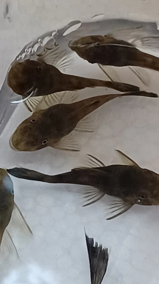 10 Green Dragon Bristlenose Pleco 1” Long & Short Fin Mix – Live Freshwater Fish - Image 2 of 2