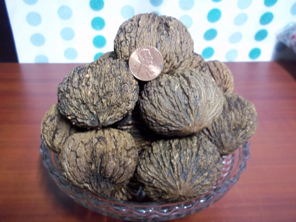 Iowa Organic Black Walnuts In Shell 2025 Crop ~ 15 Pounds ~ Float Tested - Image 3 of 4