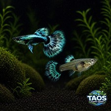1 TRIO  Live Aquarium Guppy Fish High Quality- Green Ivory 1M2F - USA SELLER