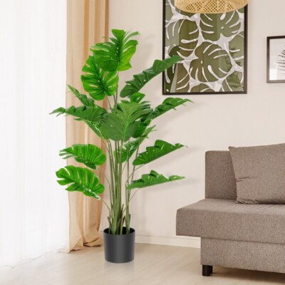 split philodendron Split Leaf Philodendron