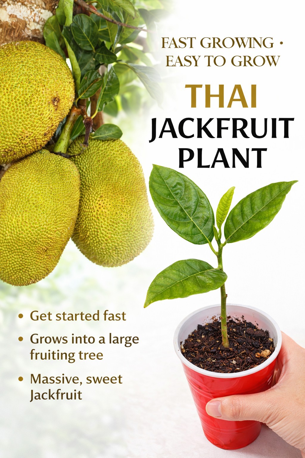 Thai Jackfruit Tree LIVE Plant | 5-8 Inches |Fast Growing Tropical Fruit Organic
