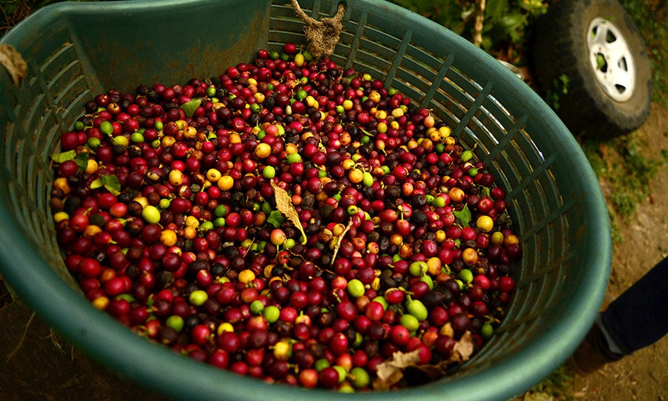 The Chosen Bean Premium Costa Rican Tarrazu Coffee Medium Roast Small Batch Roasted