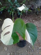 Real Picture Monstera Albo Halfmoon Variegated 3 Leaves