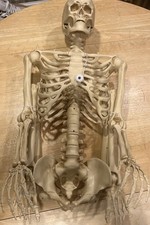 5ft Led Pose-n-play Poseable Skeleton  Home Accents Home Depot Halloween New