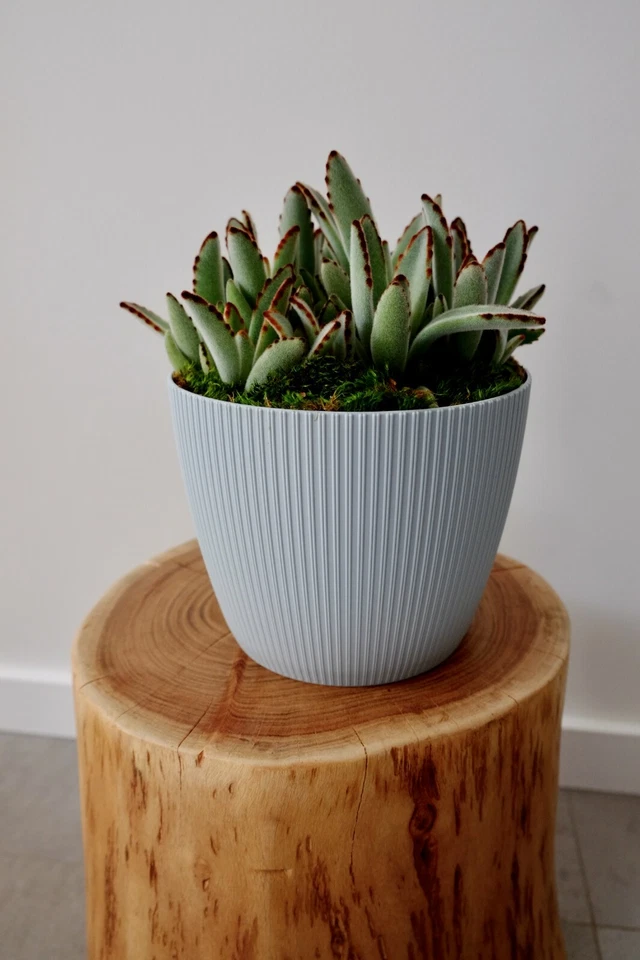 Blumentopf Übertopf Rund Pflanztopf 6 Farben 7 Größen Neuheit sehr DEKORATIV SET - Bild 2 von 4