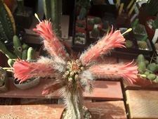 Cleistocactus Fieldianus Hybrid  ,25 ct SEED pack. FREE SHIPPING 