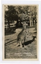 Kangaroo with Joey Real Photo Postcard Koala Park Australia 