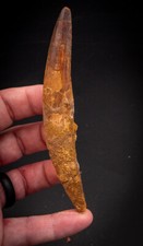  Spinosaurus Dinosaur Tooth    3.72”             2593