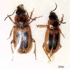 Carabidae Stenolophus comma 5-7mm A1 or A- from CANADA - Pack 2 pcs - #0797