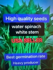 130ps Water Spinach White Stem Seeds Ong Choy Seeds Produced By 2025