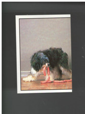 1994 Perros Y Gatos Álbum Pegatinas # S 1-180 (A4523) - Usted Recoger - 15 + De