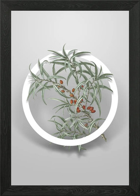 Gewöhnlicher Sanddorn Kunst Gerahmtes Wandbild Poster Leinwanddruck Bild