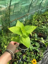 2 x Anise Hyssop Golden Jubilee Plants | 9cm Pot