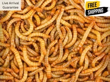 Live Mealworms 1000 Ct – Feeder Insects + Live Arrival Guarante