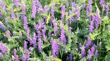 Hairy Vetch Seeds for Planting - Cover Crop, Grain, Bee Pasture, Pollinator, Wil