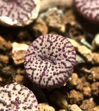 Conophytum Obcordellum picturatum, Randomly Pick, Live plants(0.8-1cm)