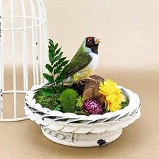 O25e Gouldian Finch Cage Bird Display Taxidermy Oddities Curiosities Birdcage