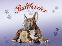 Holzschild 30X40 Cm Hund Bullterrier England 1850 Deko Geschenk Holz Schild