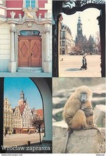Postcard - Animals - Monkeys - Poland - Polska - Wroclaw zaprasza - Multivu