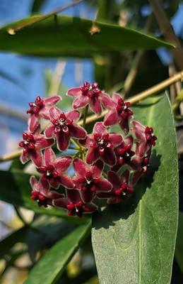 Real Pict Hoya Lamingtoniae Purple Black Sp Papua Rare Tropical Wax Plant