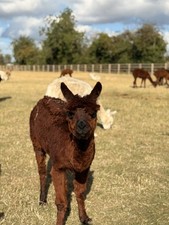 Serafina Brown Suri Alpaca Fleece 1.4kg & 9cm Long