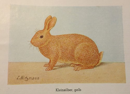 Geschenkidee für Kaninchenzüchter - alte Kunstdrucke gerahmt - kleine Rassen - Picture 6 of 17