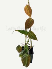 Philodendron Micans