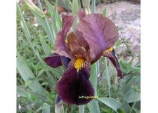 Schwertlilie 'Garden Flame' (hohe Bartiris)