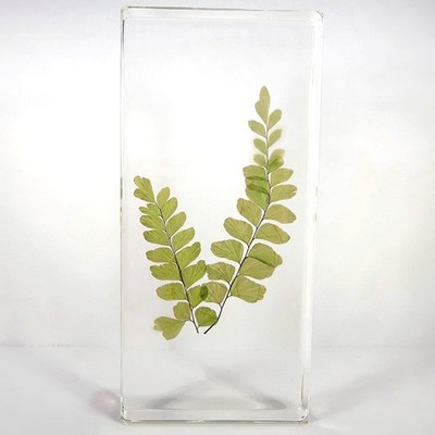 Real Fern Plant in Resin, Maidenhair Fern, Adiantum capillus-veneris