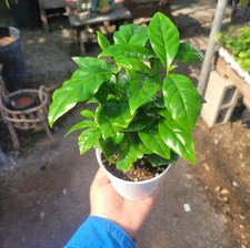 Coffee Arabica 4Inches Pot Plant Coffeae Arabica Arabian cafe live