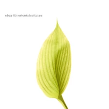 Chinese 100% real natural silk thread,su hand embroidery kits:leaf 8"